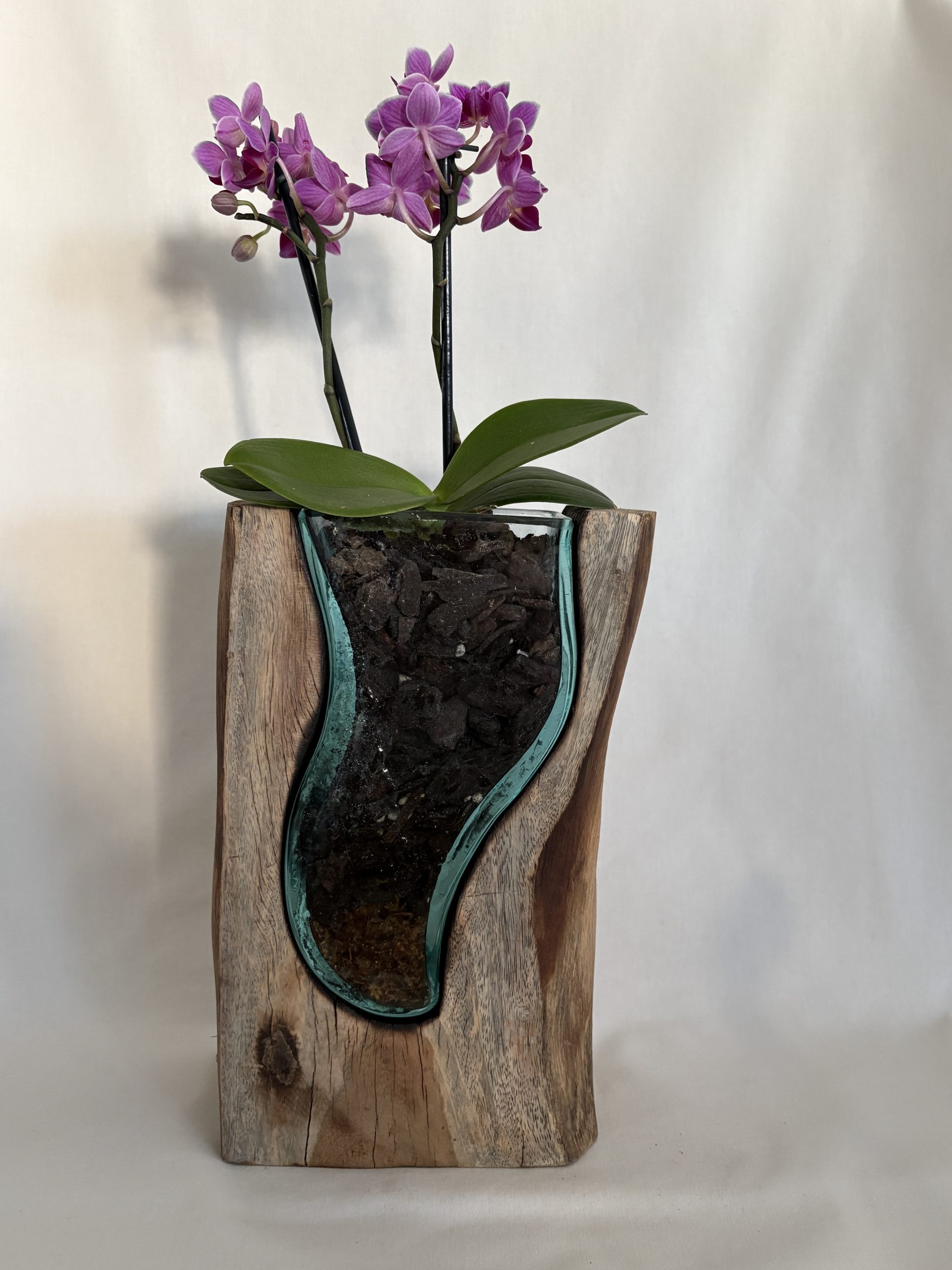 Hand-Carved Driftwood Orchid Display with Glass Inlay