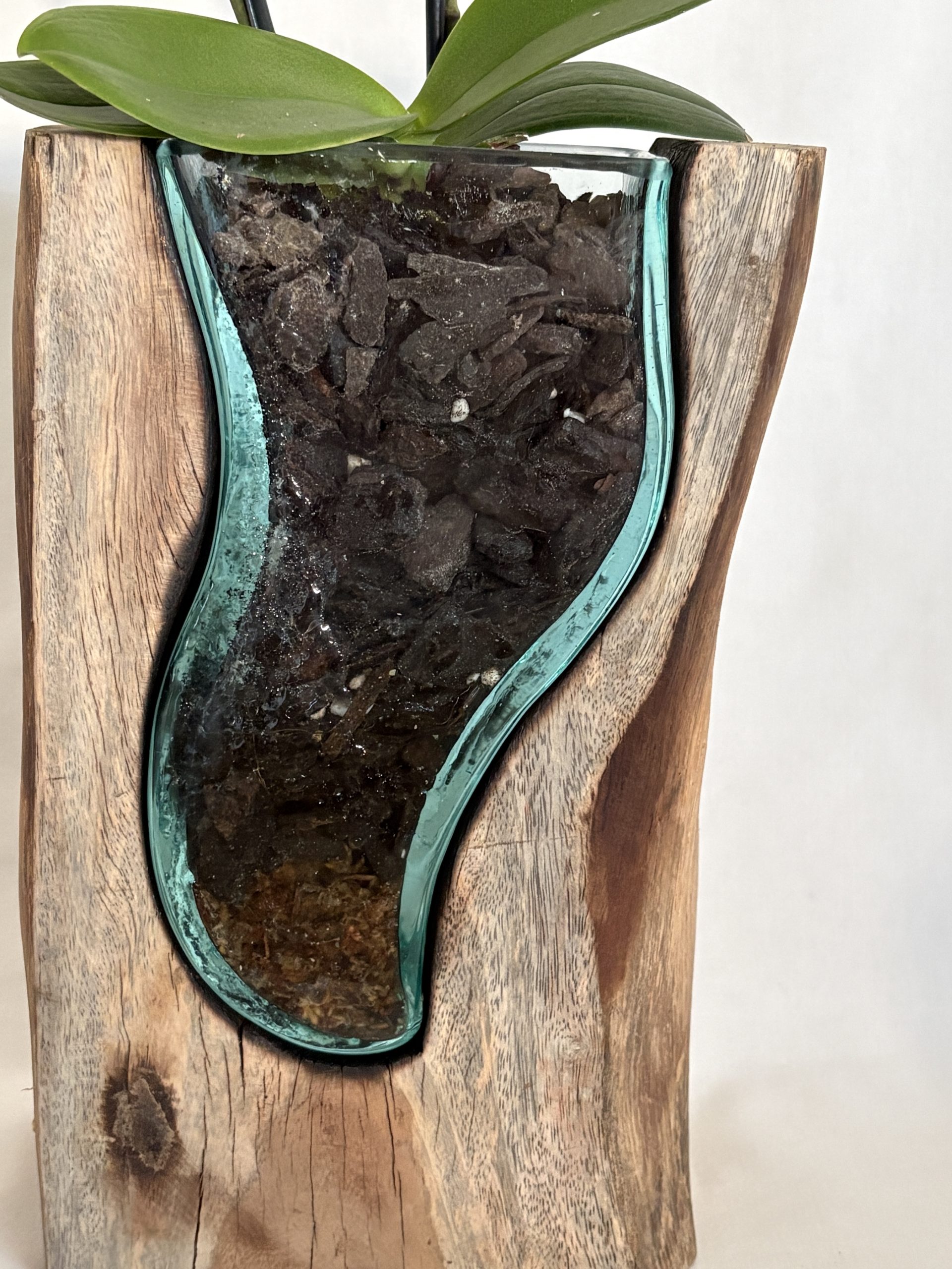 Hand-Carved Driftwood Orchid Display with Glass Inlay