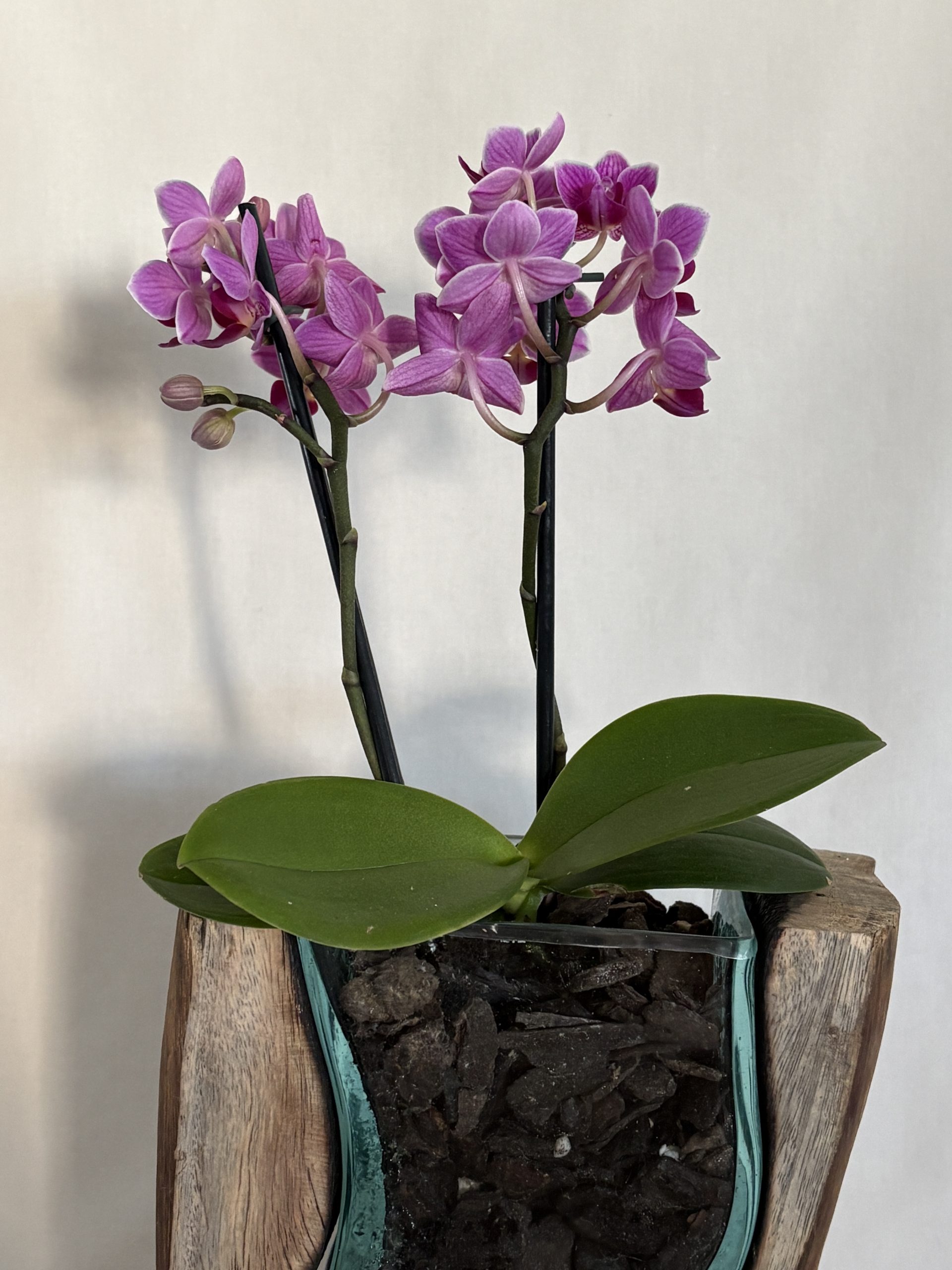 Hand-Carved Driftwood Orchid Display with Glass Inlay
