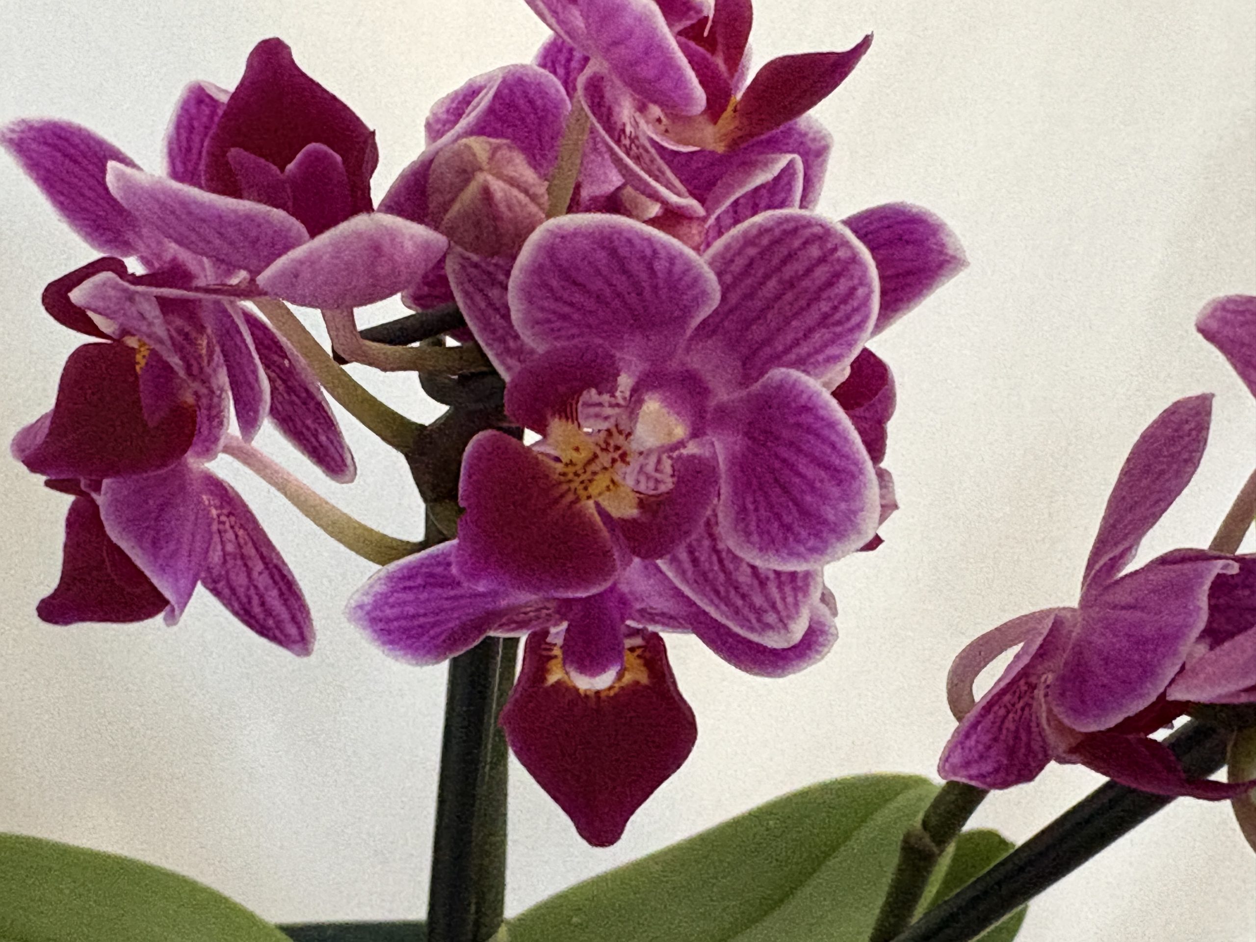 Hand-Carved Driftwood Orchid Display with Glass Inlay