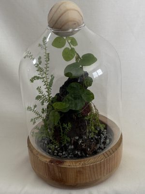 Wooden Base Terrarium