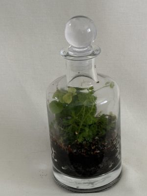 Old 'Medicine Bottle' 3