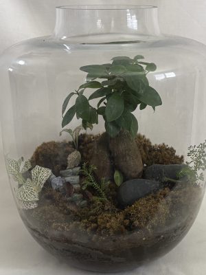 Large Ake Vase Bonsai