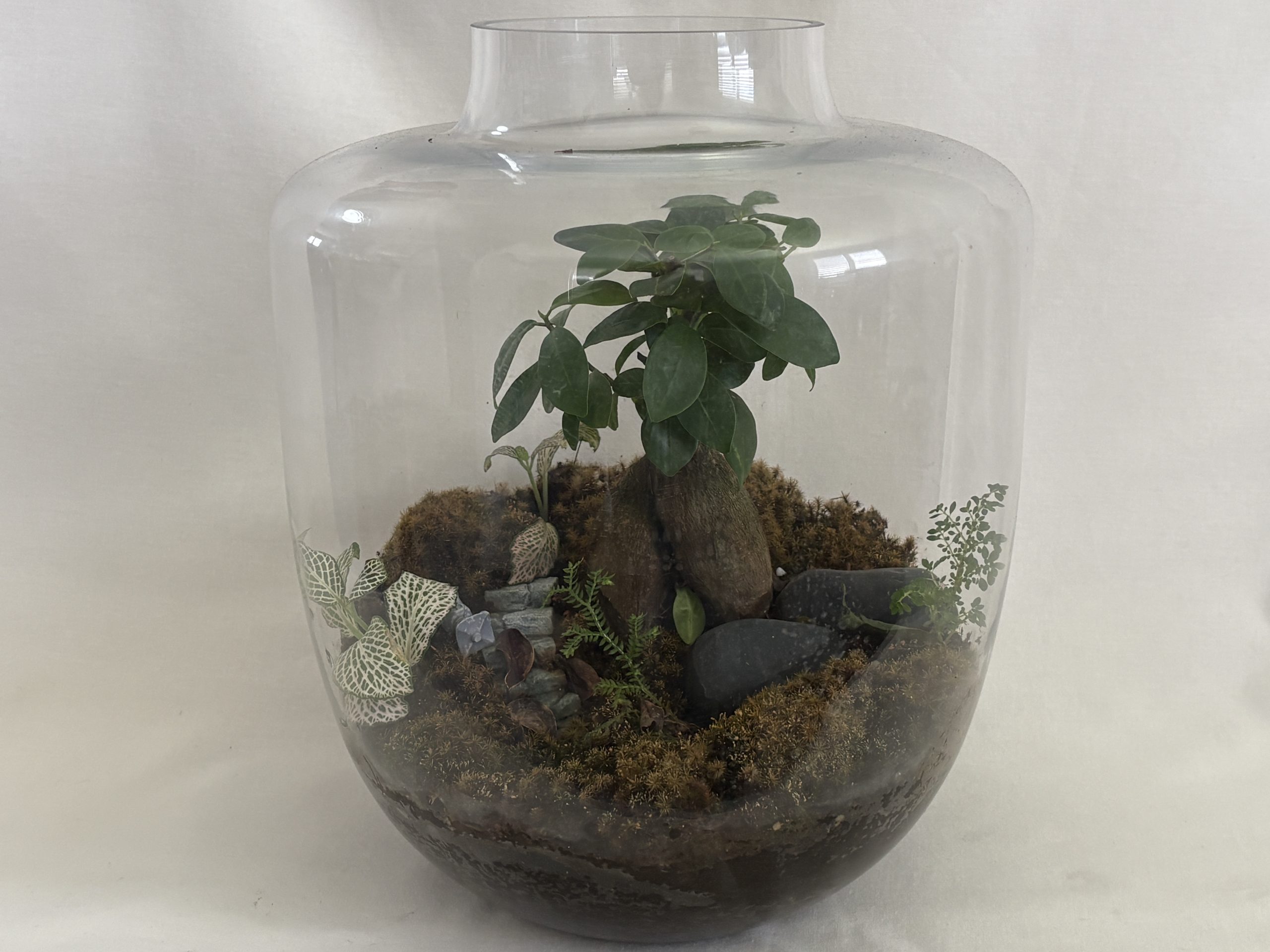 Large Ake Vase Bonsai