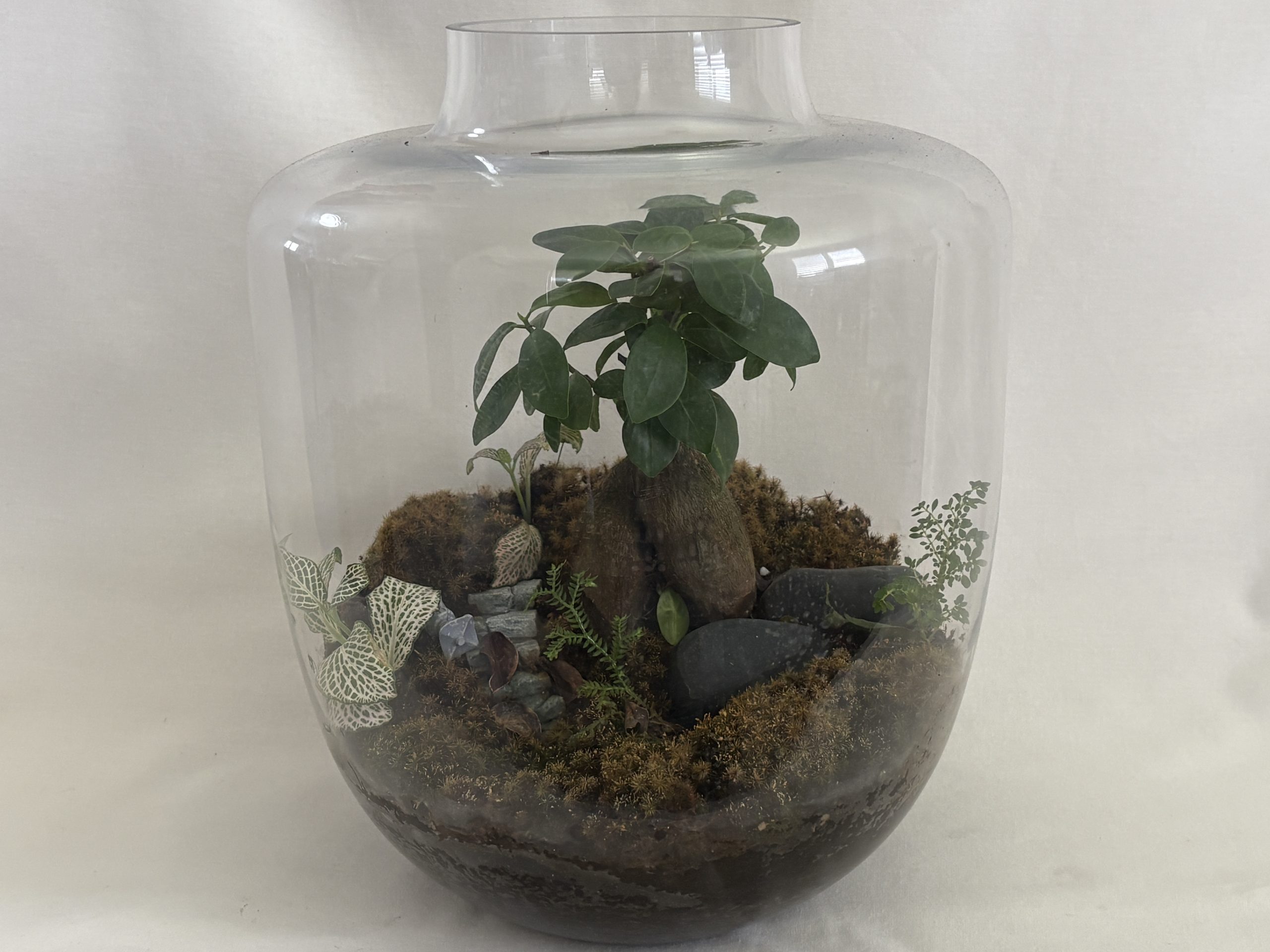 Large Ake Vase Bonsai