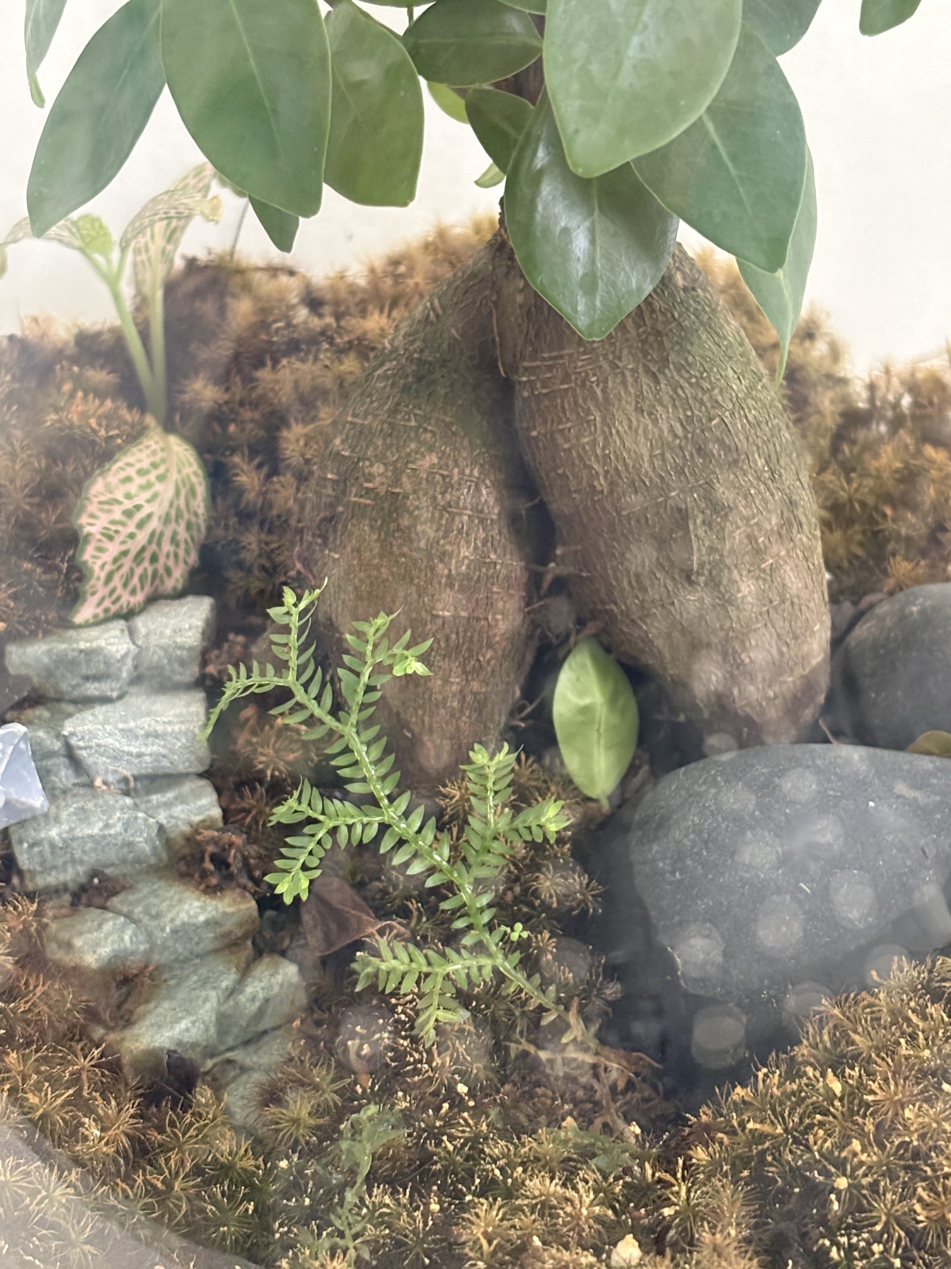 Large Ake Vase Bonsai