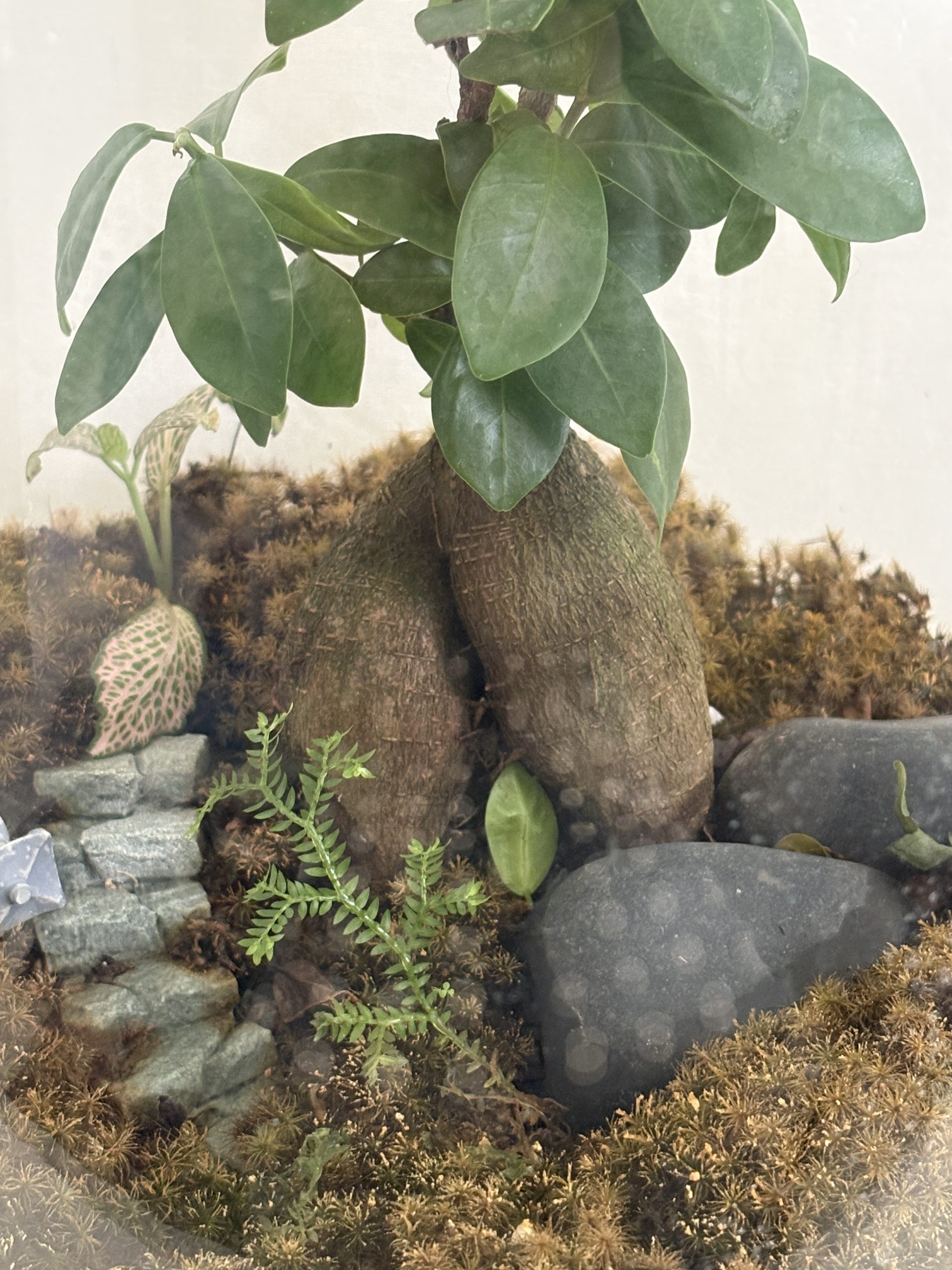 Large Ake Vase Bonsai