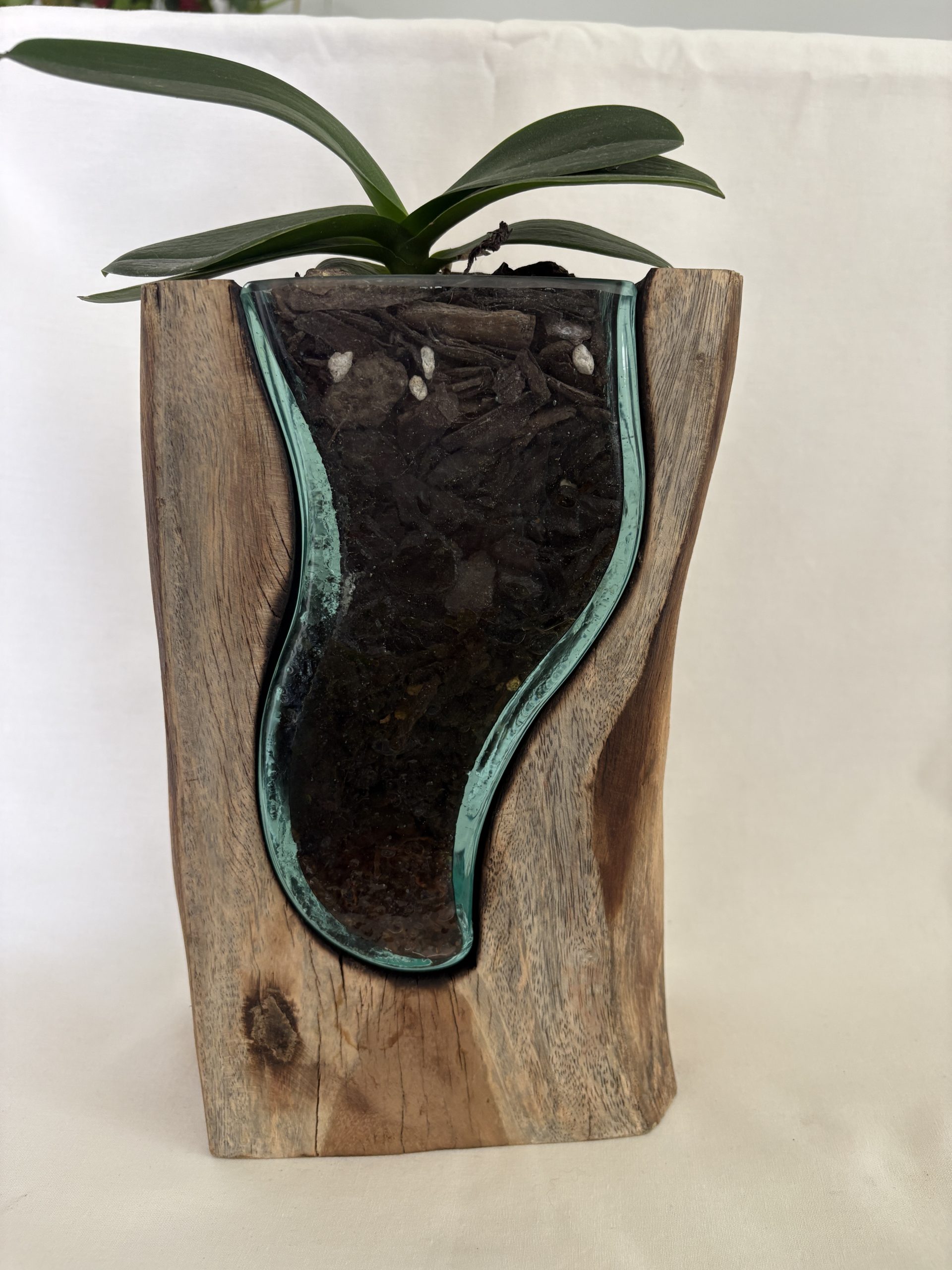 Hand-Carved Driftwood Orchid Display with Glass Inlay